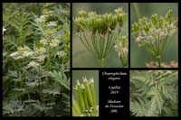 Chaerophyllum-elegans
