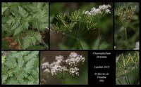 Chaerophyllum-hirsutum