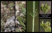 Conopodium-majus4