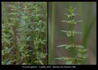 Cruciata-glabra4