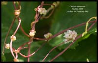 Cuscuta-europaea3