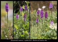 Dactylorhiza-sudetica2