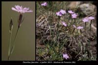 Dianthus-furcatus