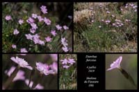 Dianthus-furcatus2