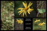Doronicum-pardalianches