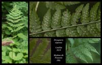 Dryopteris-expansa