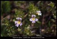 Euphrasia-alpina