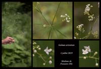 Galium-aristatum