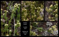 Galium-tendae