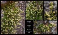 Galium-tendae2