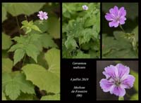 Geranium-nodosum5