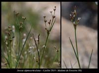 Juncus-alpinoarticulatus