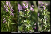 Lamium-garganicum2