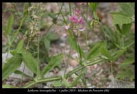 Lathyrus-heterophyllus2