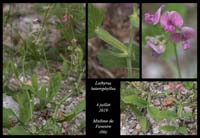 Lathyrus-heterophyllus3