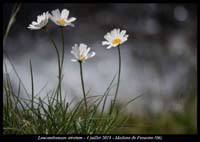 Leucanthemum-atratum2