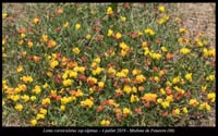 Lotus-corniculatus-ssp-alpinus