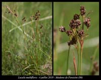 Luzula-multiflora3