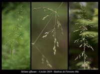 Milium-effusum2