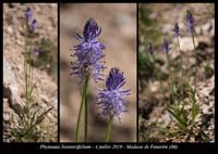 Phyteuma-betonicifolium5