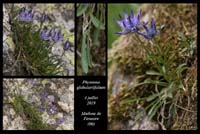 Phyteuma-globulariifolium