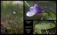 Pinguicula-arvetii13