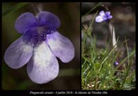 Pinguicula-arvetii15