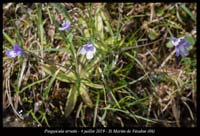 Pinguicula-arvetii16