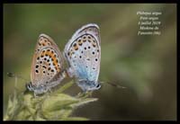 Plebejus-argus