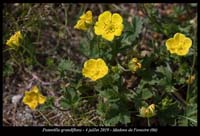 Potentilla-grandiflora