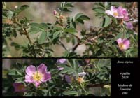 Rosa-alpina
