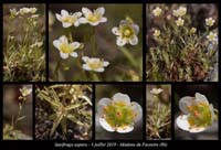 Saxifraga-aspera4