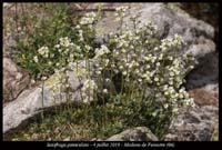 Saxifraga-paniculata3