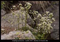 Saxifraga-paniculata4