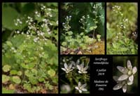 Saxifraga-rotundifolia
