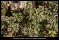 Scleranthus-perennis3