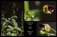 Scrophularia-nodosa3
