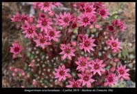 Sempervivum-arachnoideum11