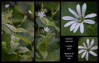 Stellaria-nemorum4