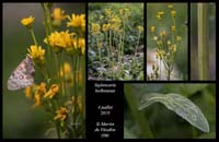 Tephroseris-balbisiana