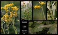 Tephroseris-balbisiana2