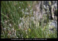 Trichophorum-alpinum2