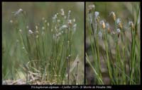 Trichophorum-alpinum3