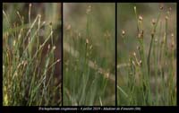 Trichophorum-cespitosum2