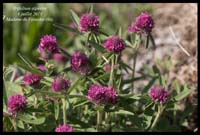 Trifolium-alpestre10
