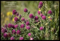 Trifolium-alpestre9