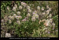 Trifolium-montanum-ssp-rupestre4