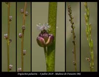 Triglochin-palustris6