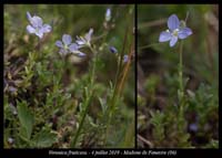 Veronica-fruticans11