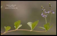 Veronica-officinalis4